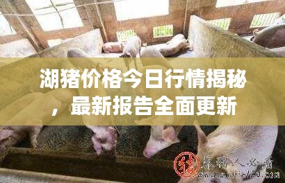 湖猪价格今日行情揭秘，最新报告全面更新