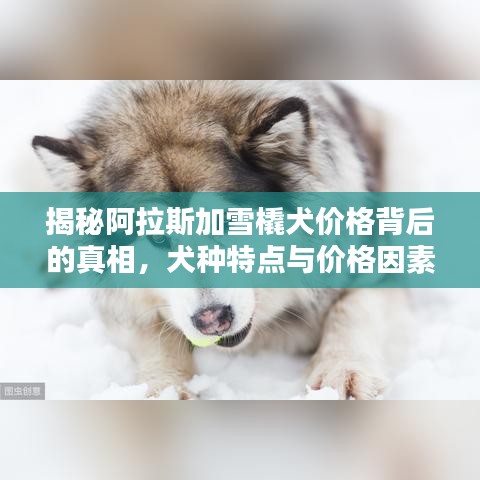 揭秘阿拉斯加雪橇犬价格背后的真相，犬种特点与价格因素全解析