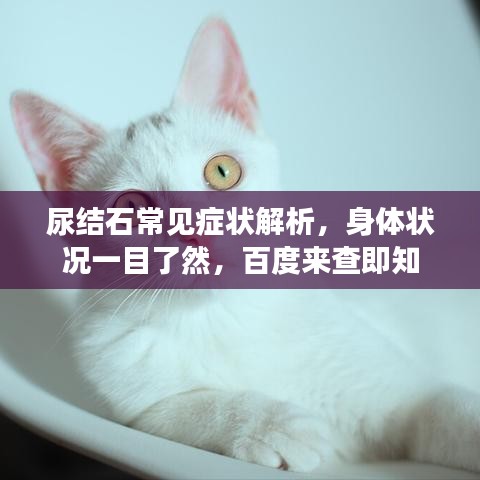 尿结石常见症状解析，身体状况一目了然，百度来查即知