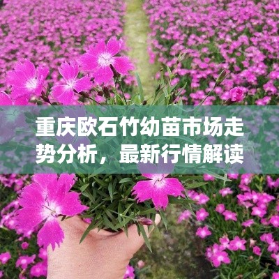 重庆欧石竹幼苗市场走势分析，最新行情解读