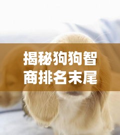 揭秘狗狗智商排名末尾犬种，探究那些排名倒数前十的犬种特点