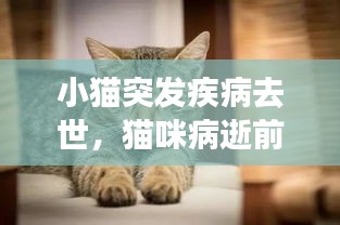 小猫突发疾病去世，猫咪病逝前啥症状 