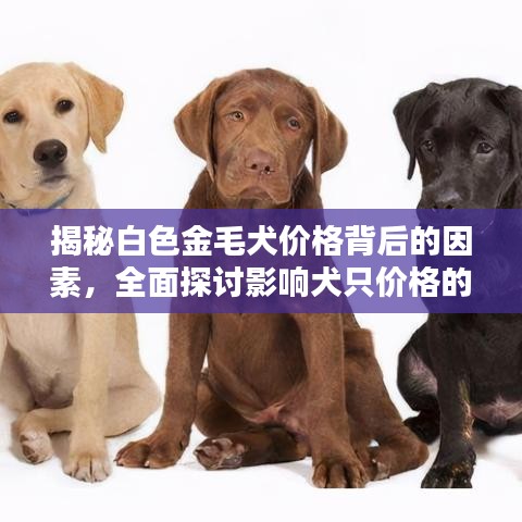 揭秘白色金毛犬价格背后的因素，全面探讨影响犬只价格的多种因素！