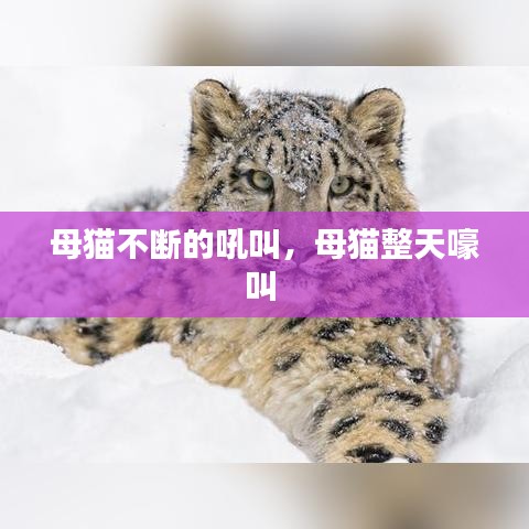 母猫不断的吼叫，母猫整天嚎叫 