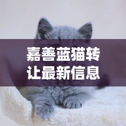 嘉善蓝猫转让最新信息及价格概览