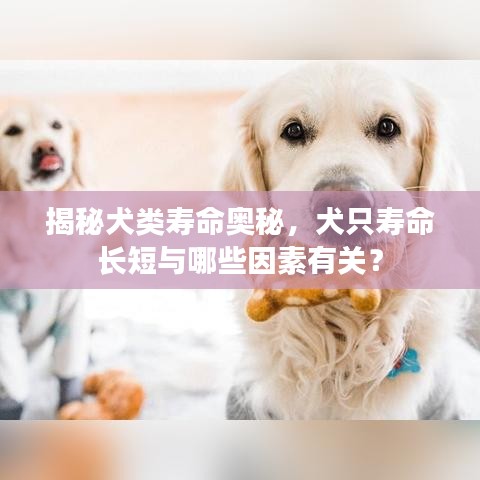 揭秘犬类寿命奥秘，犬只寿命长短与哪些因素有关？