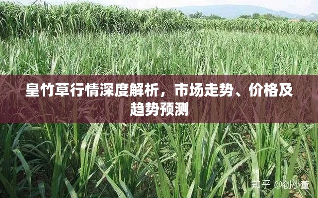 皇竹草行情深度解析，市场走势、价格及趋势预测