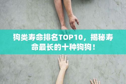 狗类寿命排名TOP10，揭秘寿命最长的十种狗狗！
