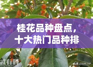 桂花品种盘点，十大热门品种排名榜单揭晓！