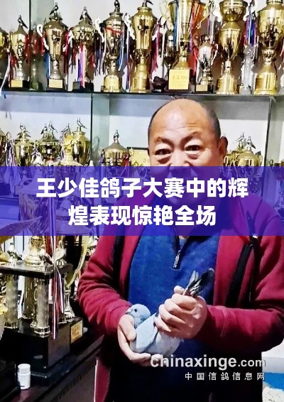 王少佳鸽子大赛中的辉煌表现惊艳全场