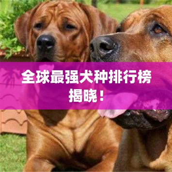 全球最强犬种排行榜揭晓！