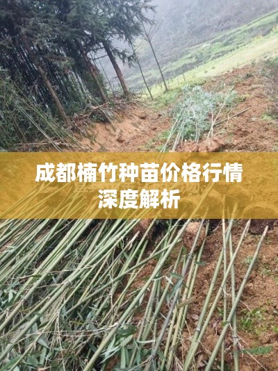 成都楠竹种苗价格行情深度解析